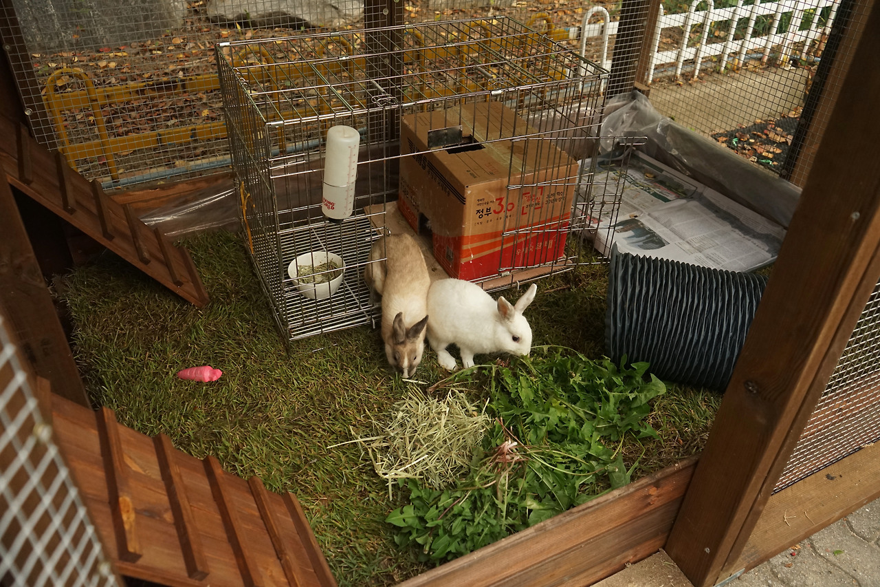 새 집에 적응 중인 일토와 삼토.jpg