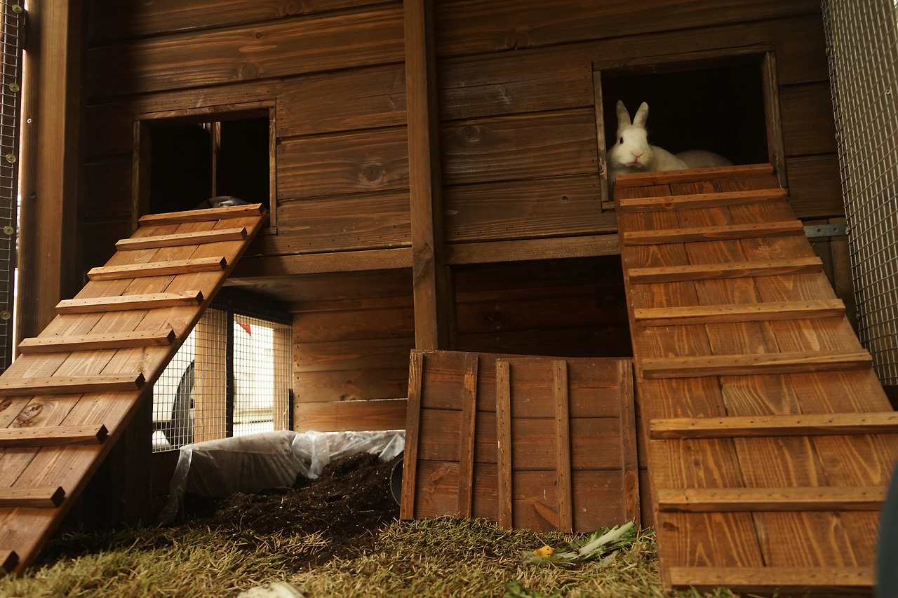 높은 오르막도 곧잘 오르는 토끼들.jpg
