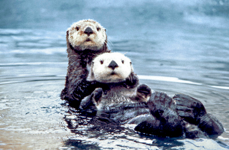 Sea_otter_pair2.jpg