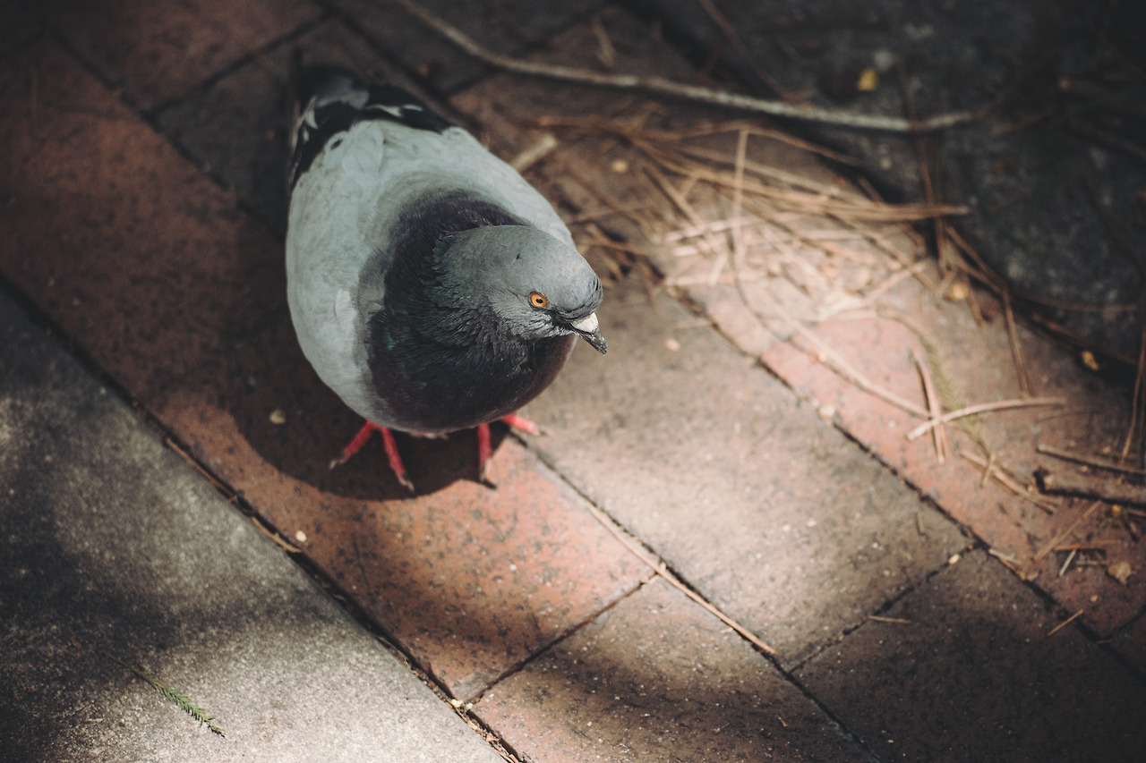 pigeon-1149769.jpg