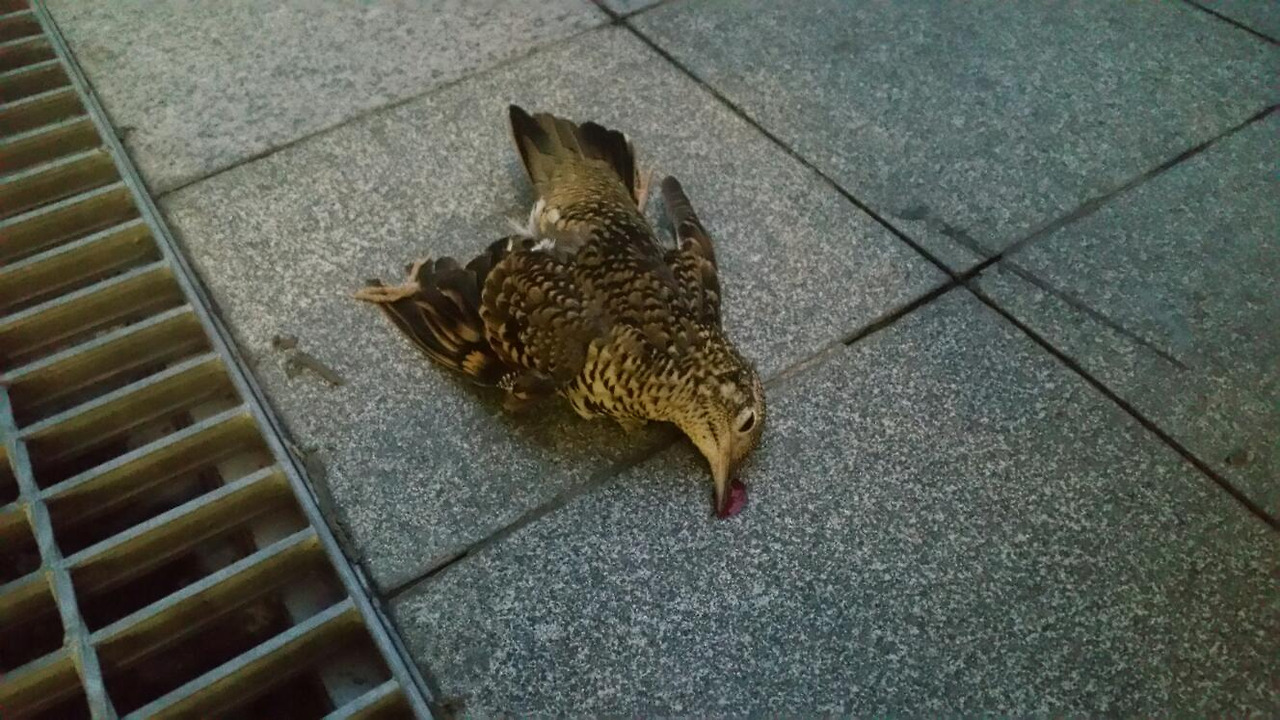 윈도우스트라이크 피해를 입은 새.jpg