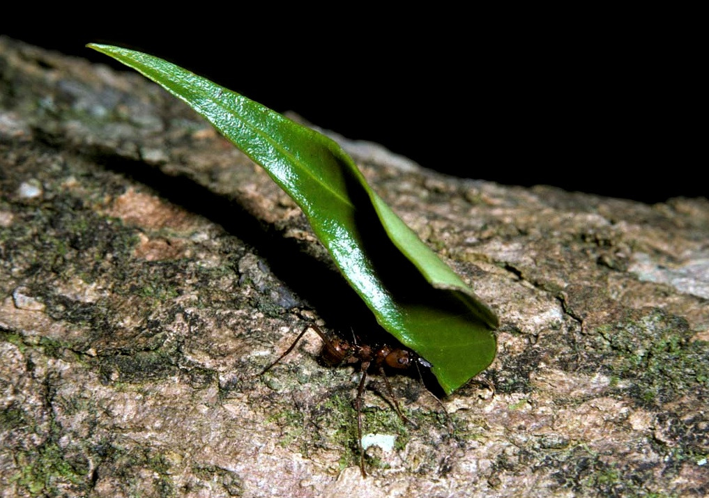 나뭇잎을 이동중인 중형일개미ecolibrary_org_20151004_155927.jpg