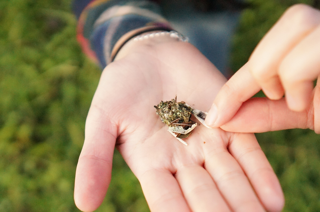 부엉이류가 남긴 펠렛에서 멋쟁이딱정벌레도 추정되는 곤충의 사체가 나왔다..jpg