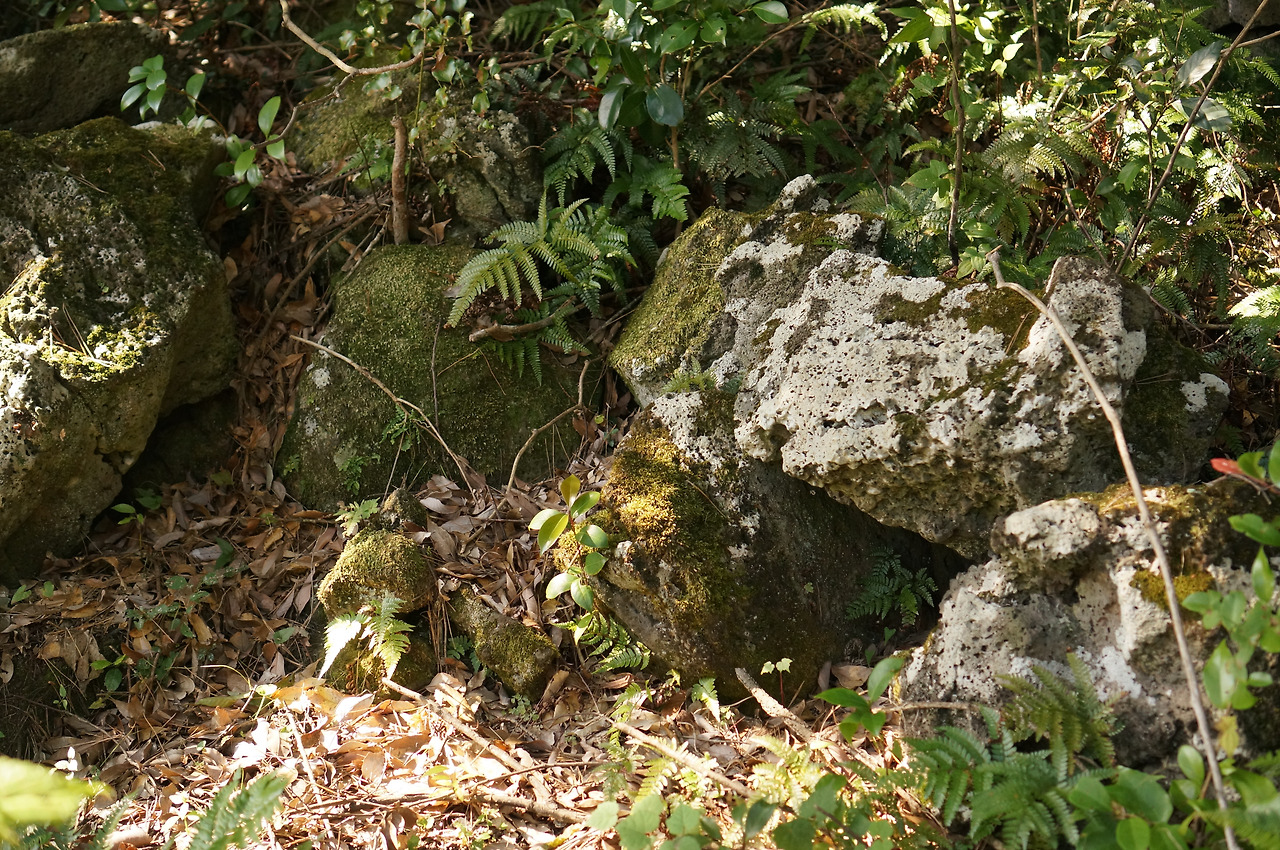 화산암과 덩굴 숲이 어우러진 곶자왈.jpg