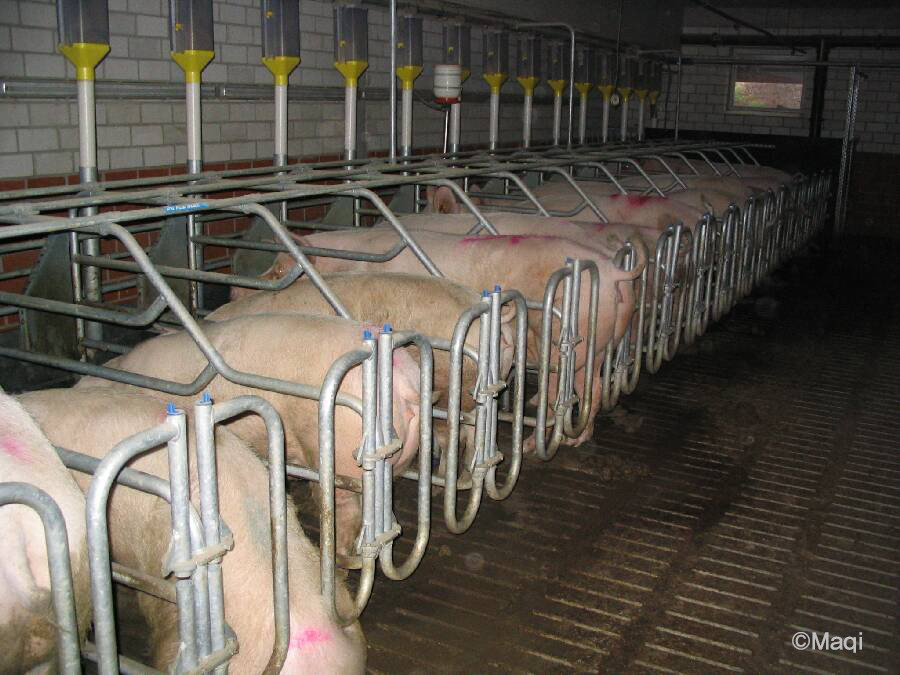 Pig-breeding-factory.jpg
