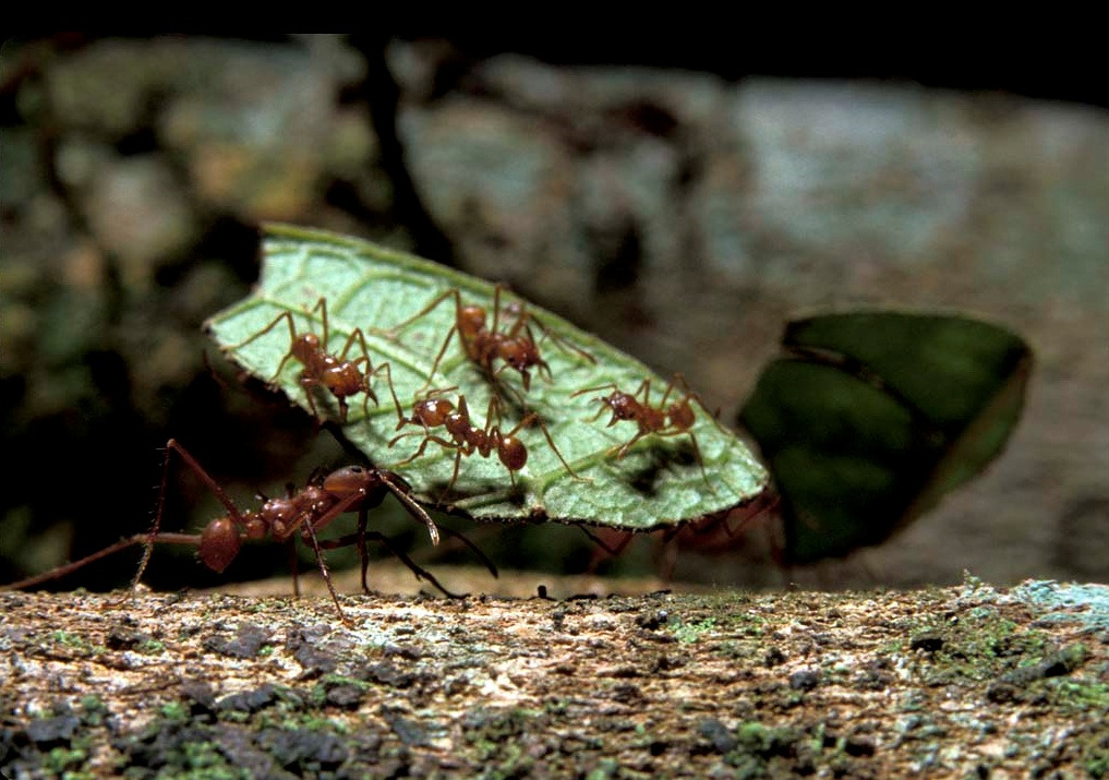 나뭇잎에 올라탄 소형개미_ecolibrary_org_20151004_153810.jpg