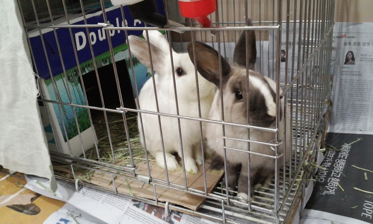 2015년 여름, 어린 일토와 삼토.jpg