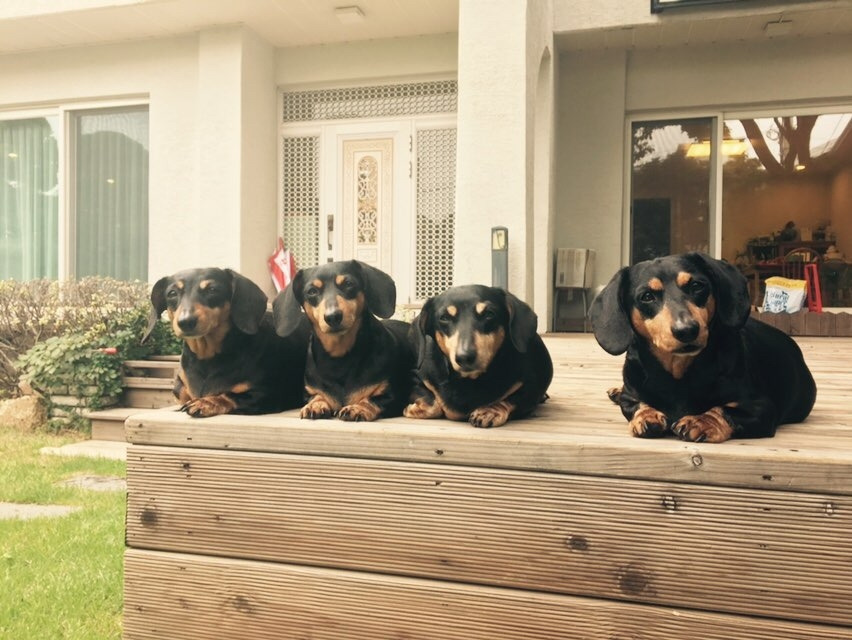 교수님댁 강아지들.jpg