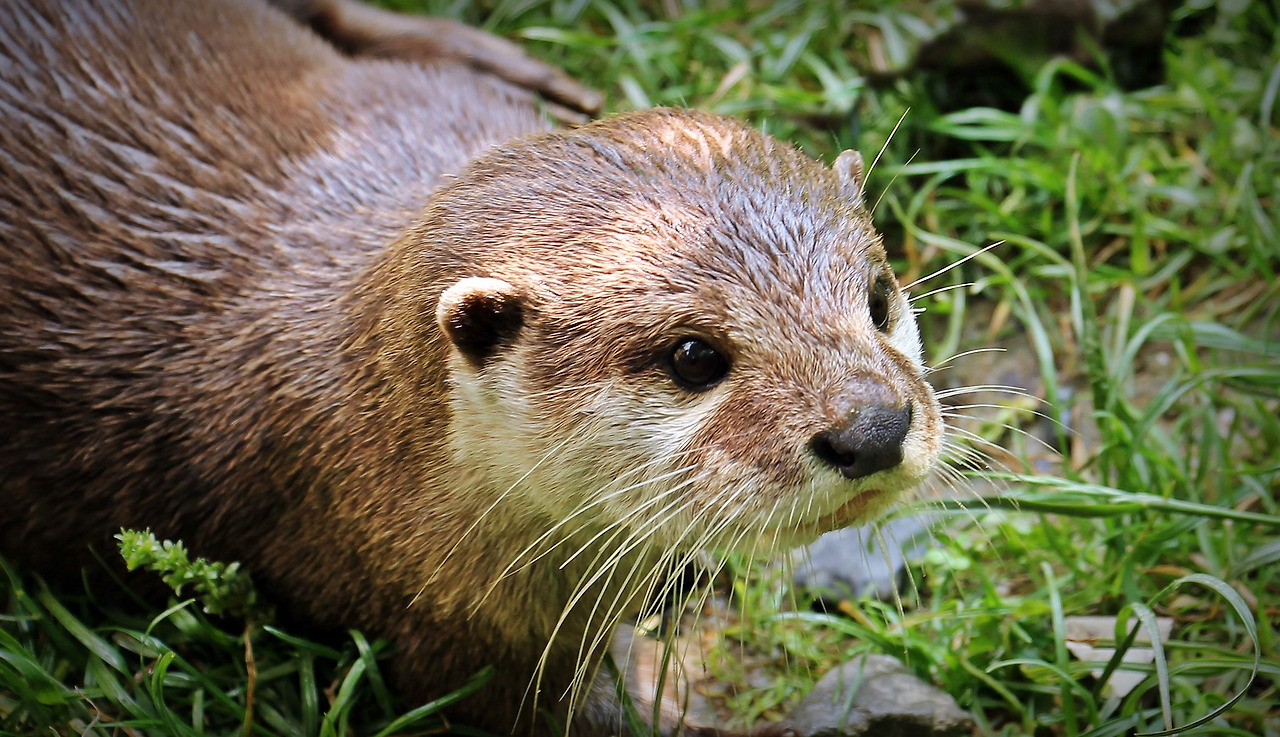 MaxPixel.freegreatpicture.com-Nature-Otter-baby-Otter-Otter-Baby-1438381.jpg