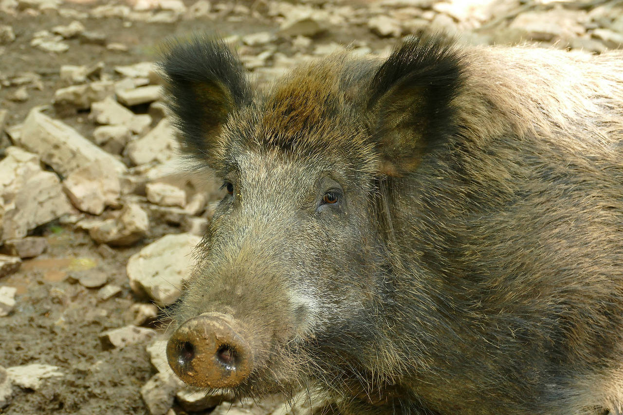 hog-3434373_1920.jpg
