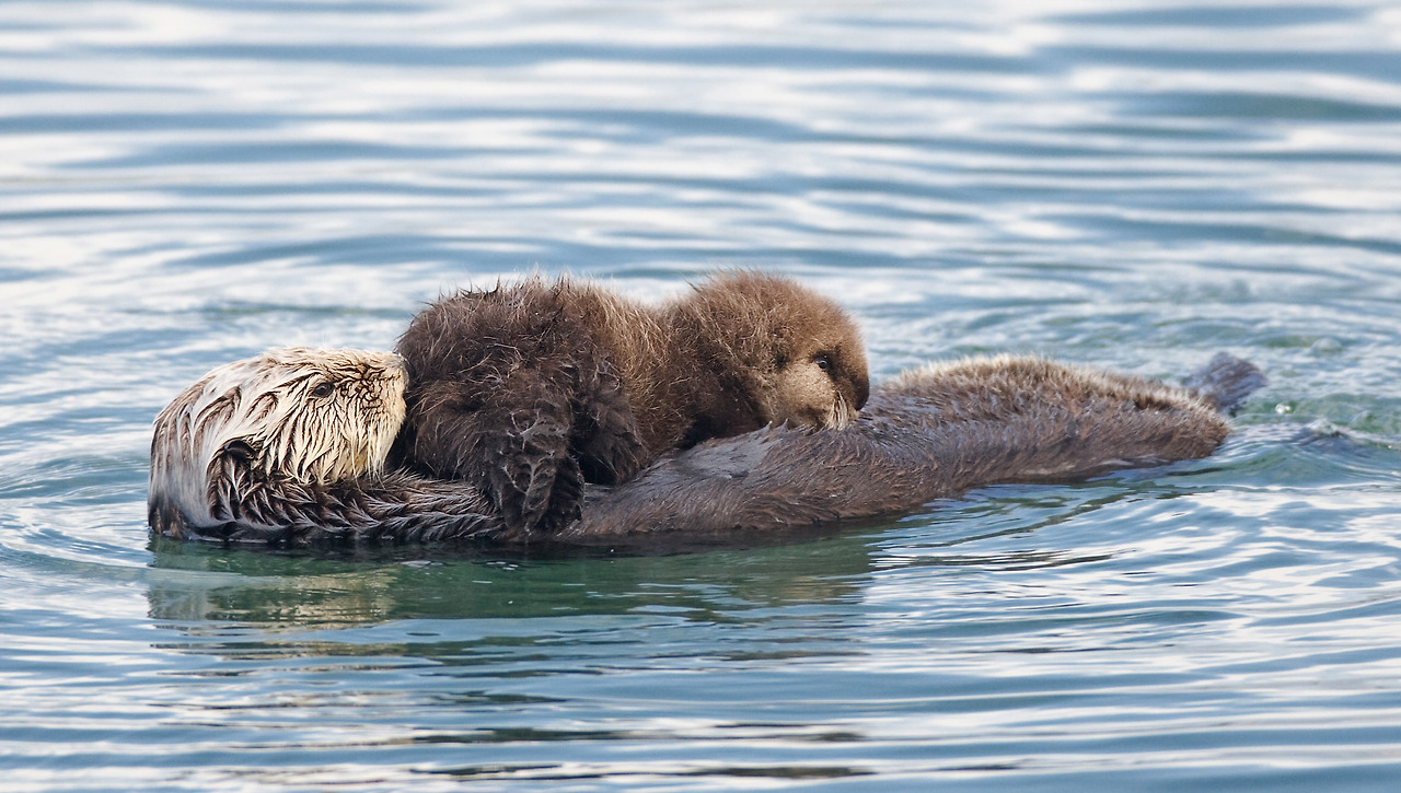 Sea_otter_nursing02.jpg