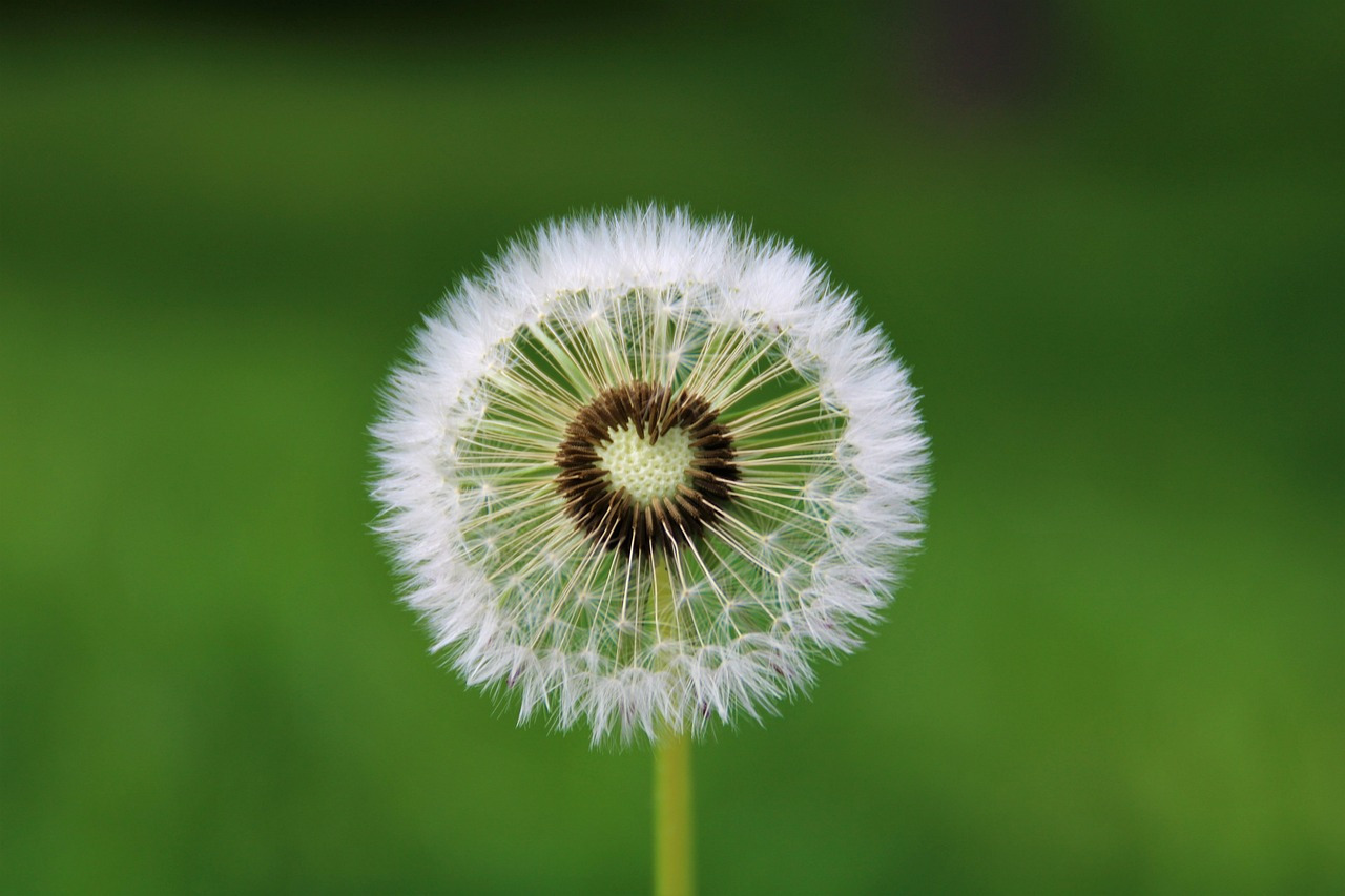 dandelion-4163657_1280.jpg