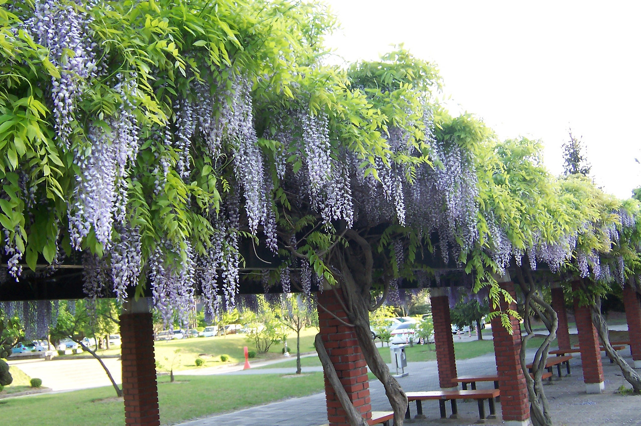 [2.속씨식물문-(진정)쌍떡잎식물강-장미군-콩목-콩과] 등나무_꽃 (5월, KNUE1-1).jpg