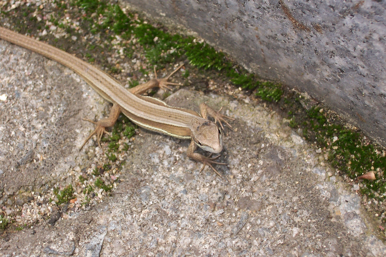 [1.척삭동물문-파충강-도마뱀아목-장지뱀과] 줄장지뱀 (KNUE1-5).jpg