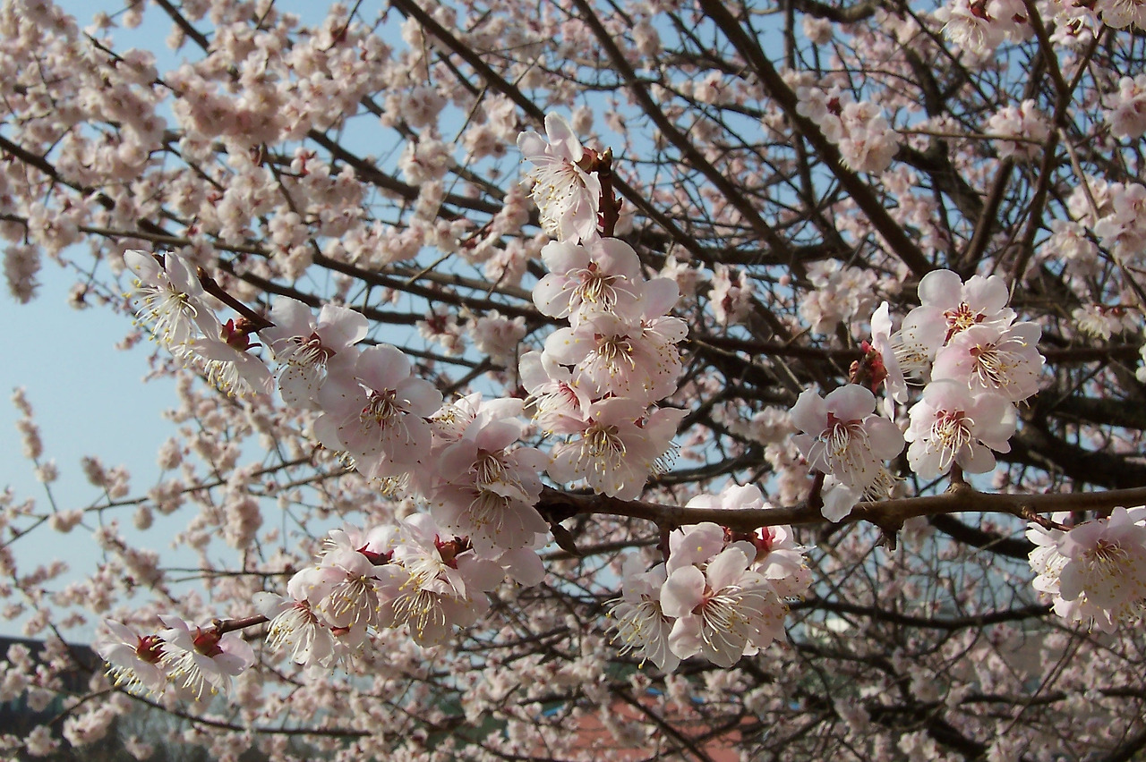 [2.속씨식물문-(진정)쌍떡잎식물강-장미군-장미목-장미과-벚나무속] 매화나무_꽃 (3월, KNUE).jpg