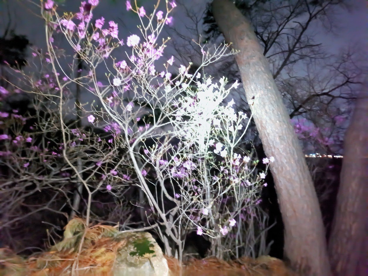 북한산 원효봉부터 백운대까지 꽃길과 눈길4-6.jpg