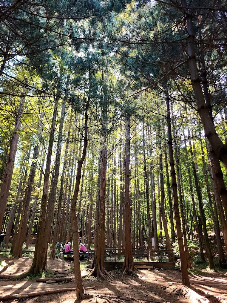 둘레길의 불완전 연소 삽화.jpg