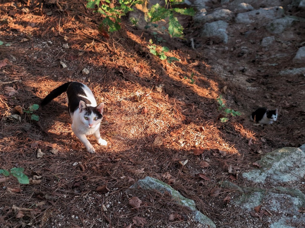 도봉산 오봉 능선과 정답이 없는 갈림길 3-1.jpg