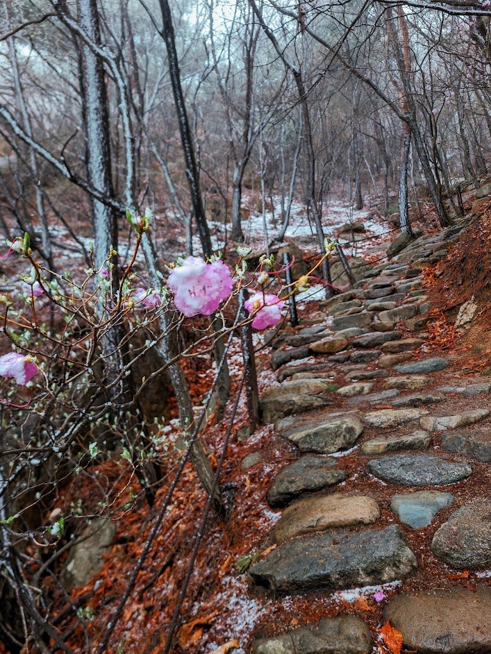 북한산 원효봉부터 백운대까지 꽃길과 눈길2-1.jpg