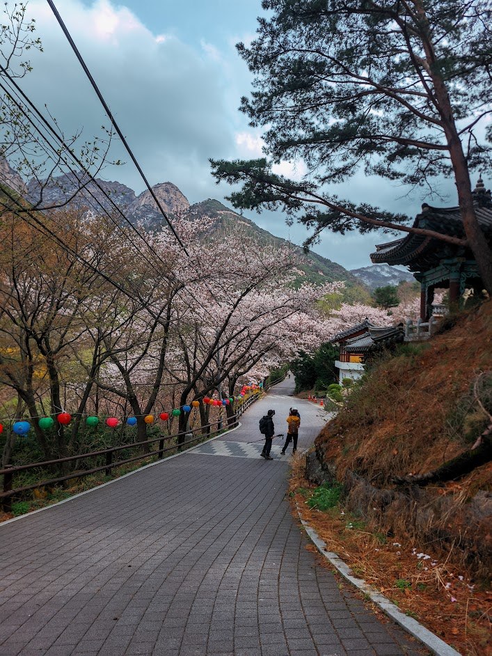 북한산 원효봉부터 백운대까지 꽃길과 눈길1-3.jpg
