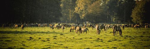brumby-horses-2976566_1280.jpg