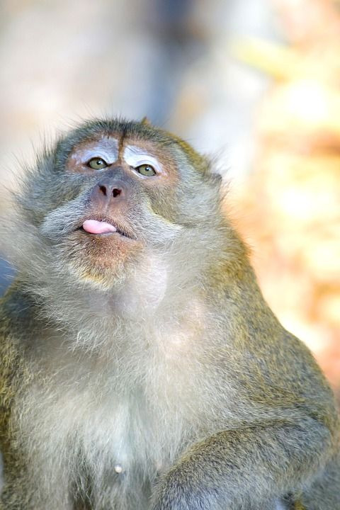monkey-2449894_960_720[1].jpg