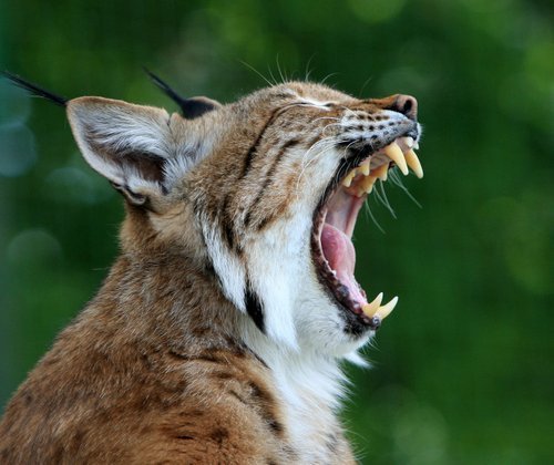 bobcat-78762_1280[1].jpg