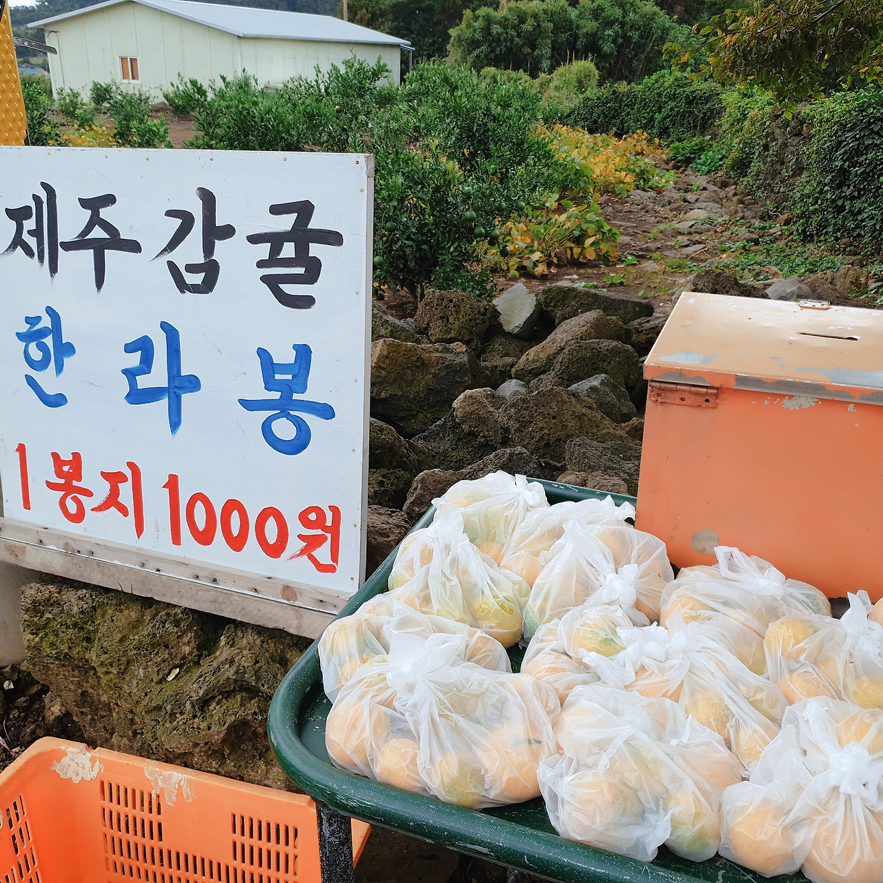 제주감귤 천원.jpg