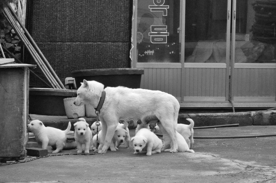 강아지 대평리.jpg