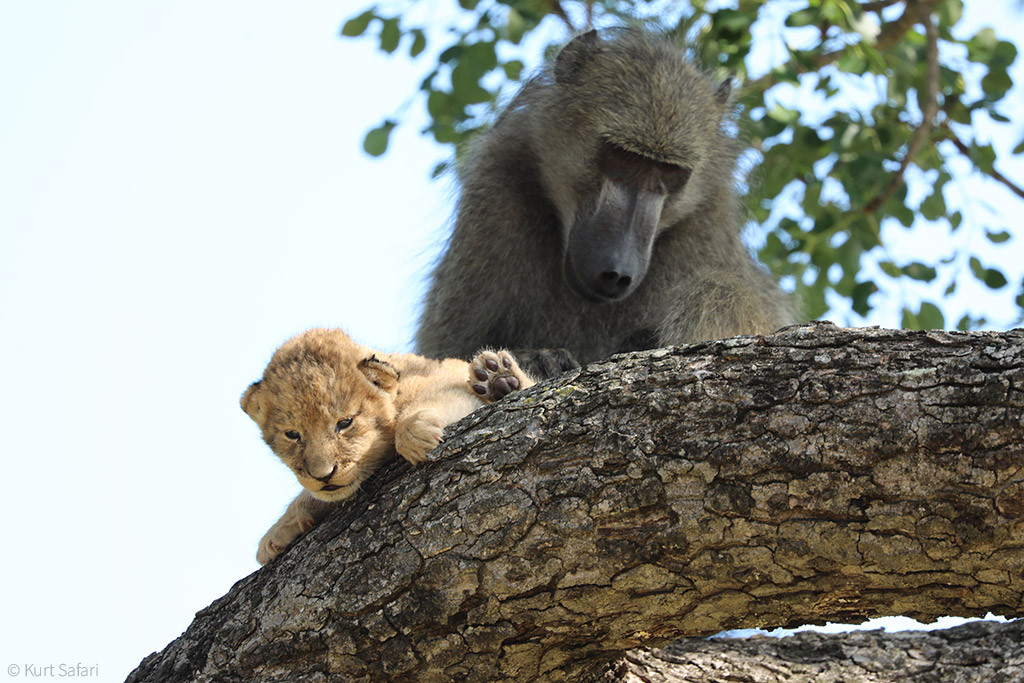 1-featured.-The-baboon-was-seen-grooming-the-cub-%C2%A9-Kurt-Safari.jpg