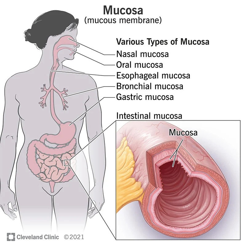 23930-mucosa.jpg