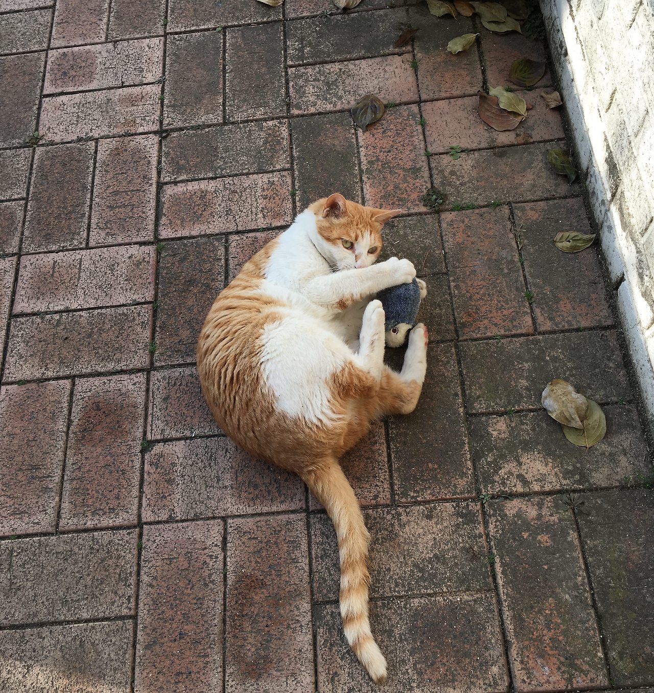 사본 -P20161116_094757862_4B7D22EC-7F43-406D-BB0E-5364BBF20022.jpg