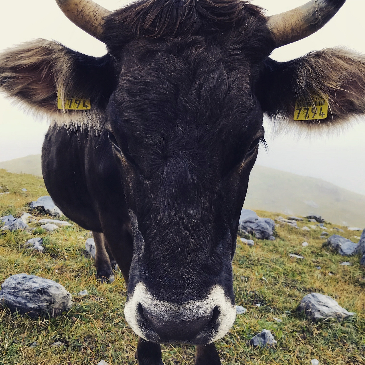[크기변환]cow-switzerland.jpg