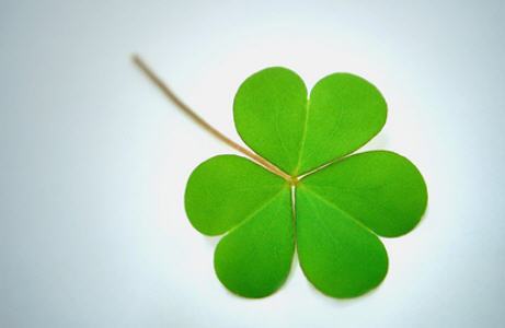 클로버2.jpg