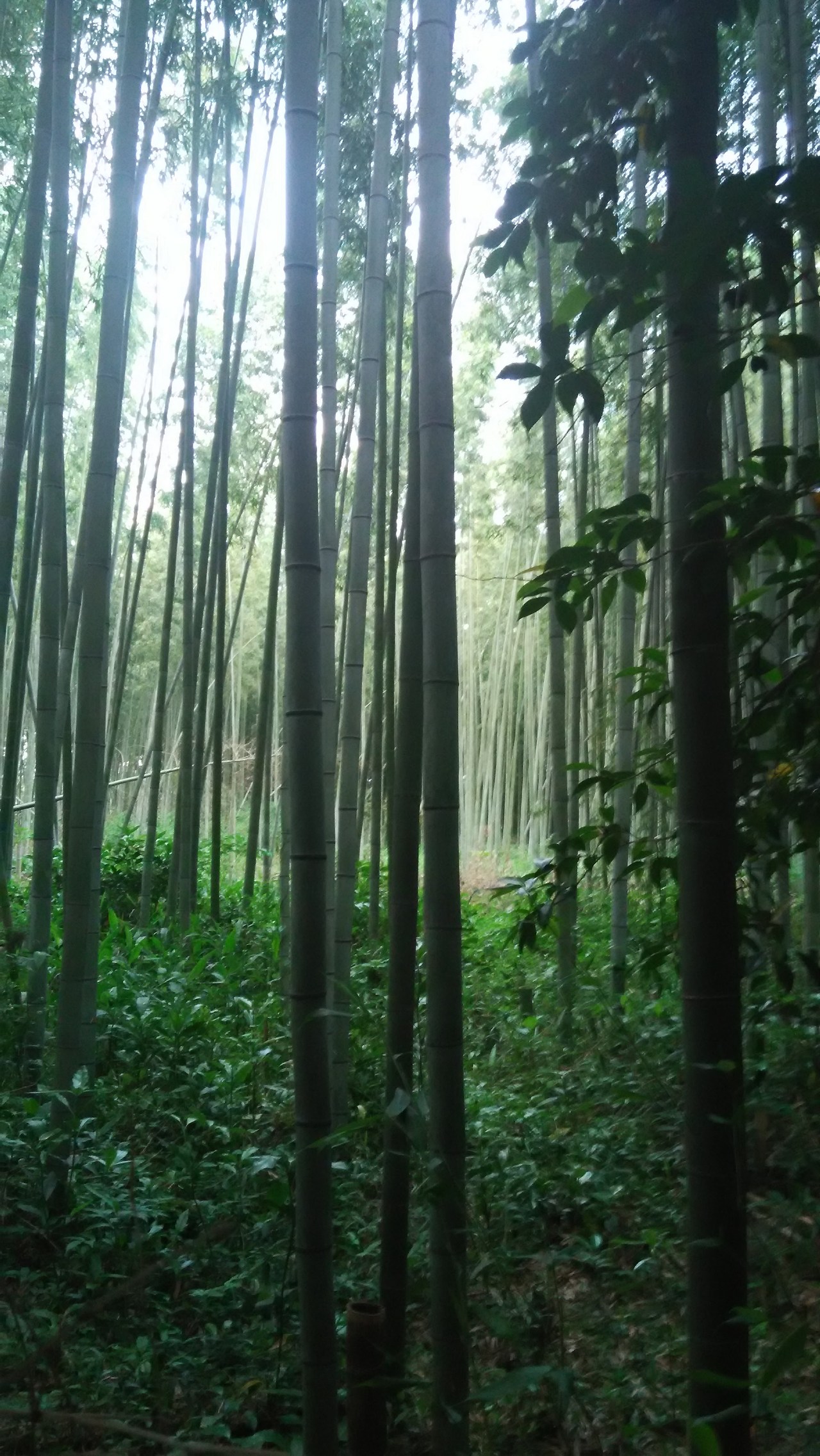 2015-05-24 18.24.18.jpg