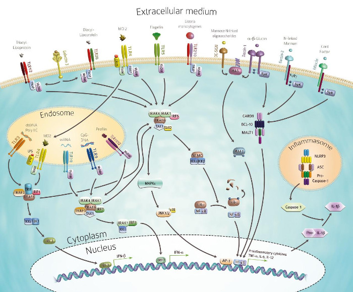 innate_immunity_pathway.jpg