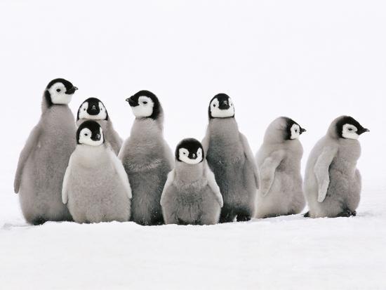 emperor-penguin-chicks-aptenodytes-forsteri-weddell-sea-antarctica_u-l-pyxssm0.jpg