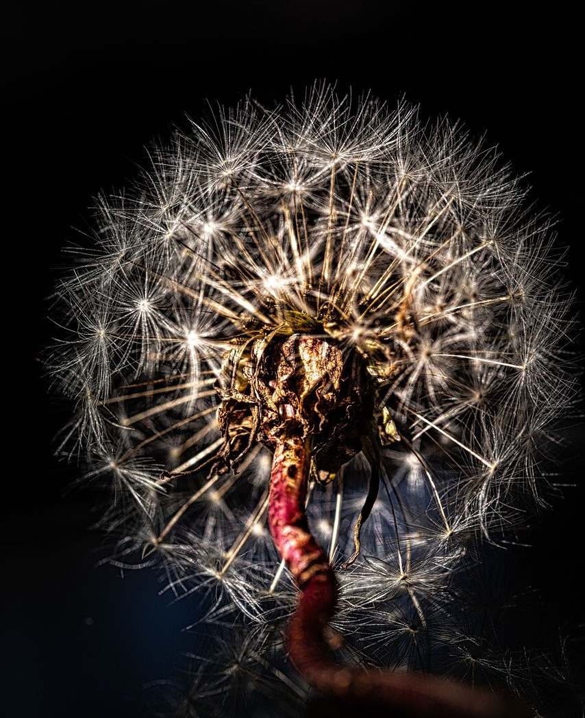 inside-dandlion-9865287_1280.jpg