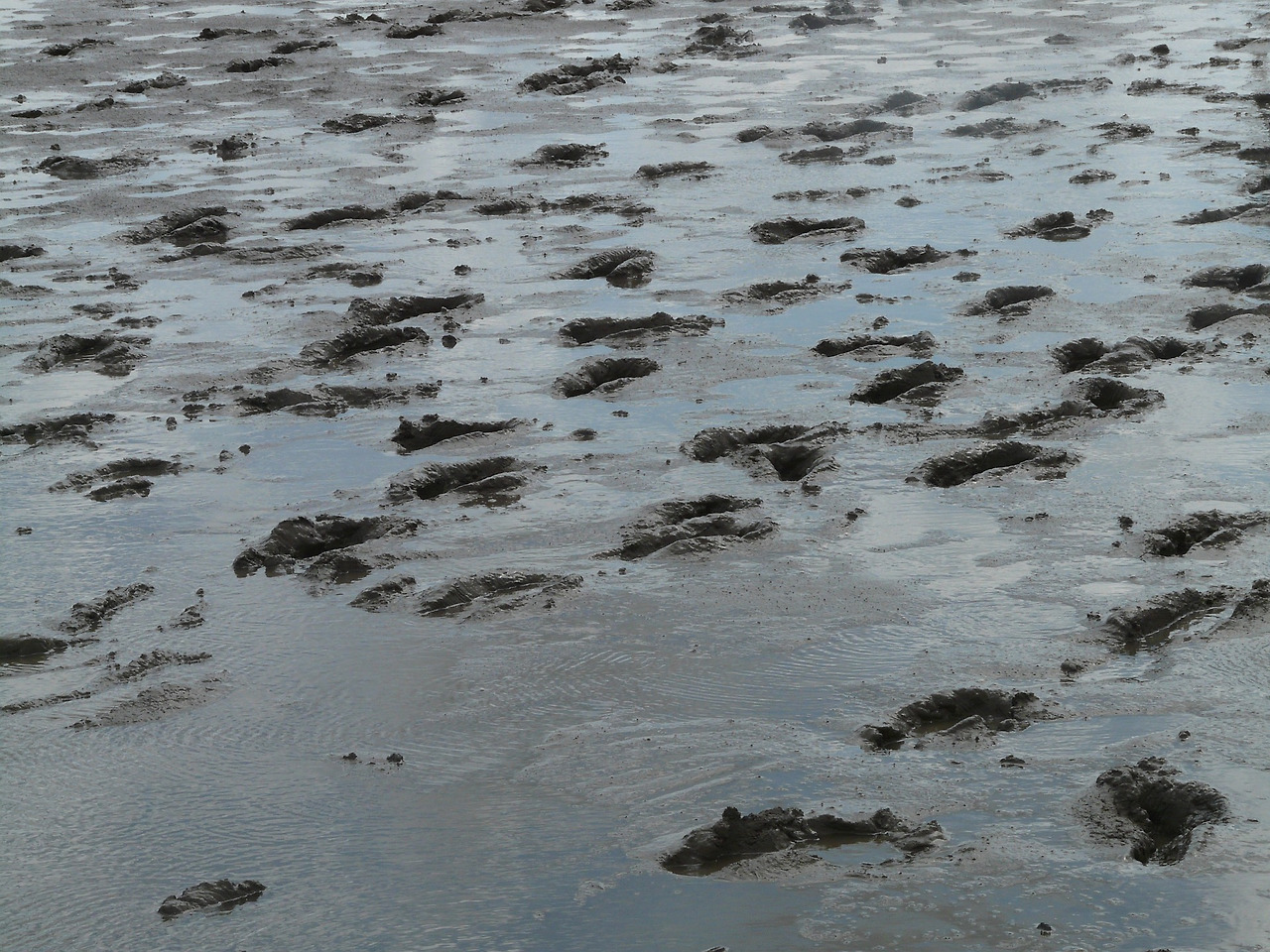 mudflat-hike-gc5d2dffff_1920.jpg