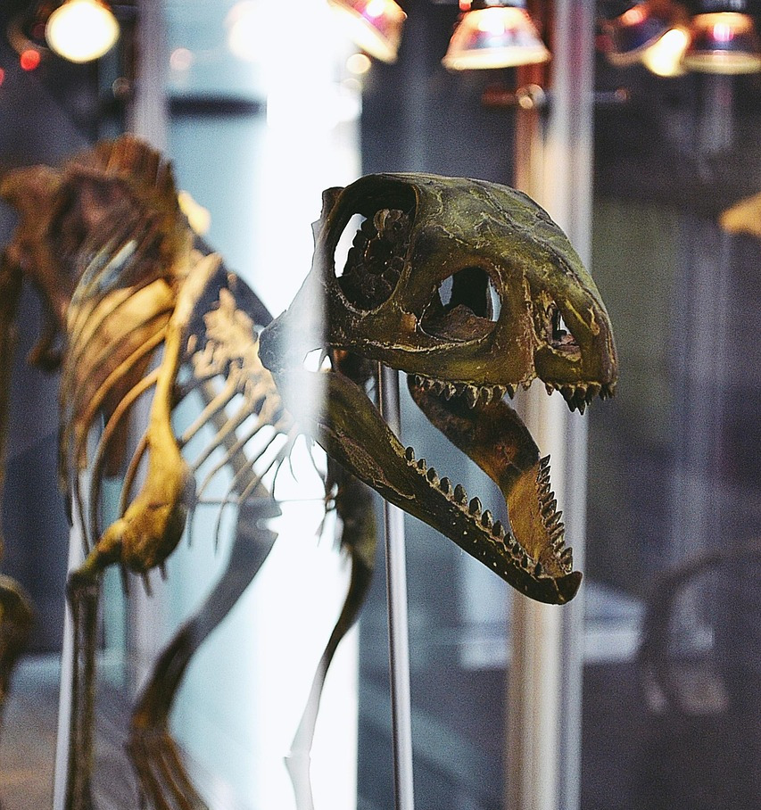 dinosaur-5218264_1280.jpg