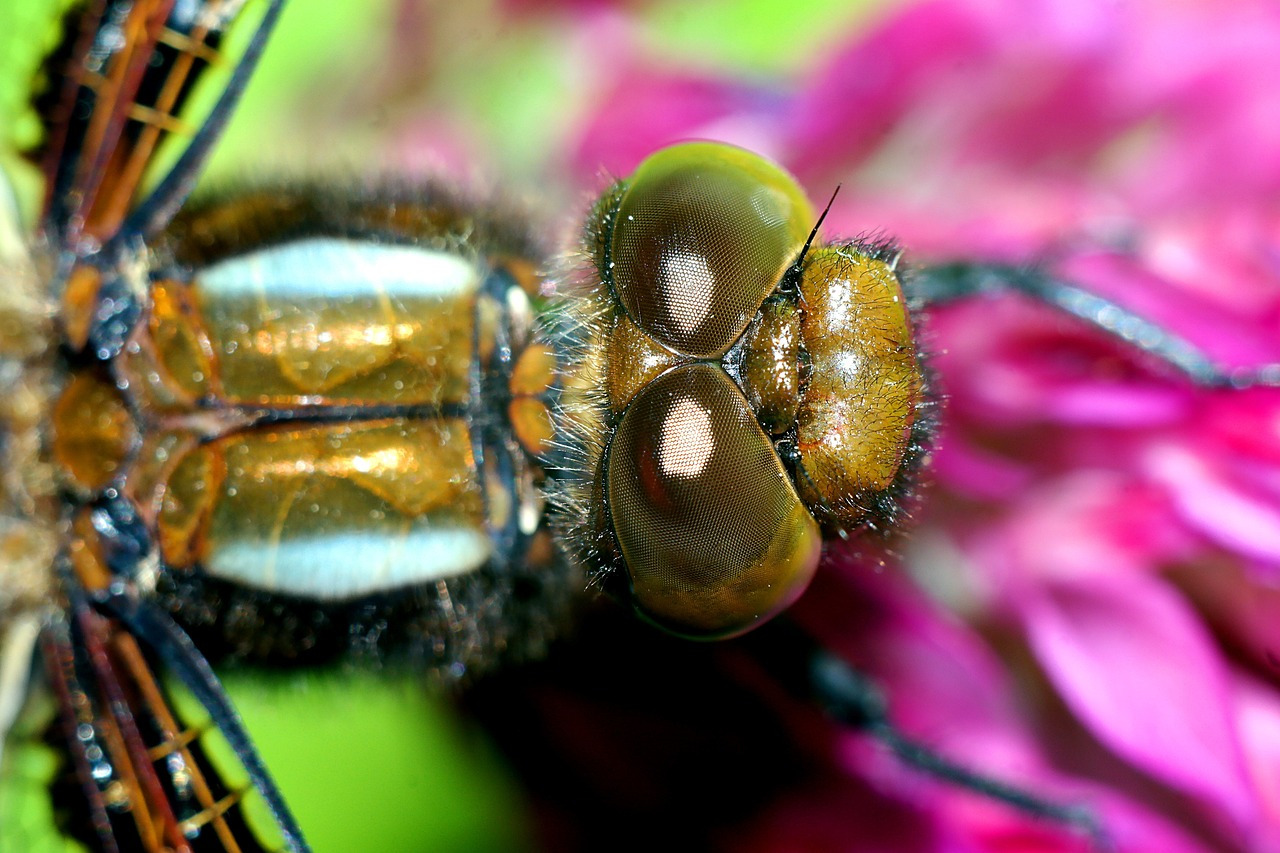 dragonfly-3424772_1280.jpg