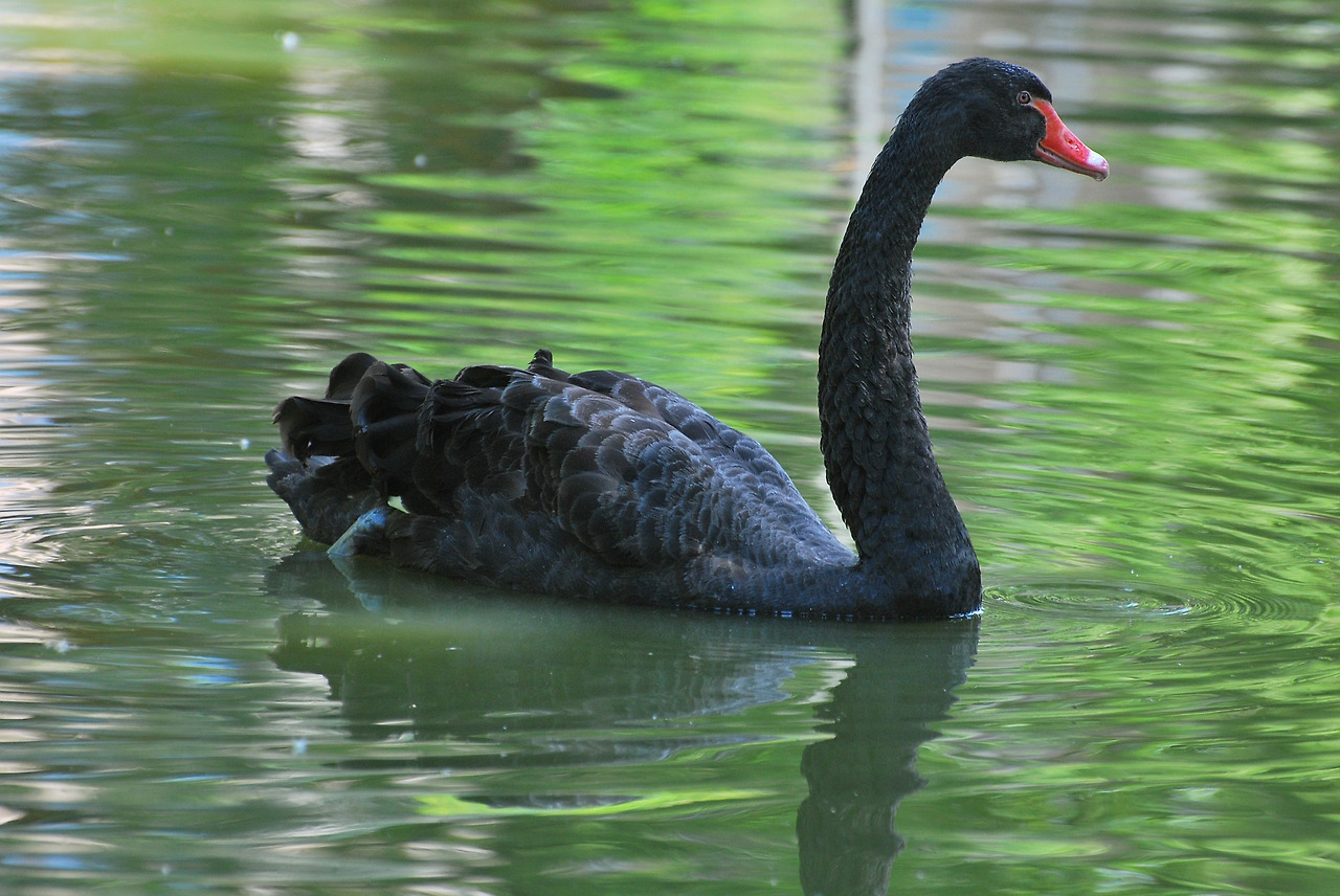 black-swan-555945_1920.jpg