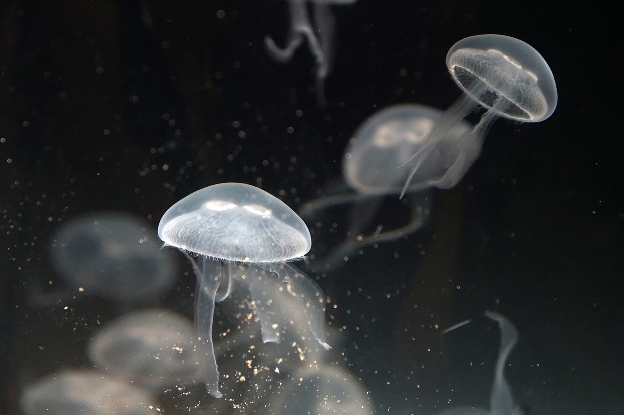 jellyfish-7253822_1280.jpg