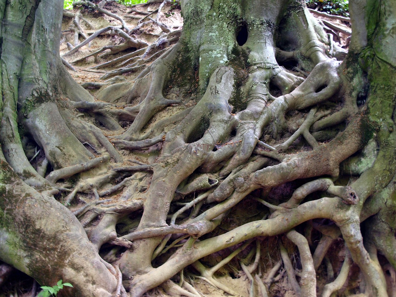 roots-227931_1280.jpg
