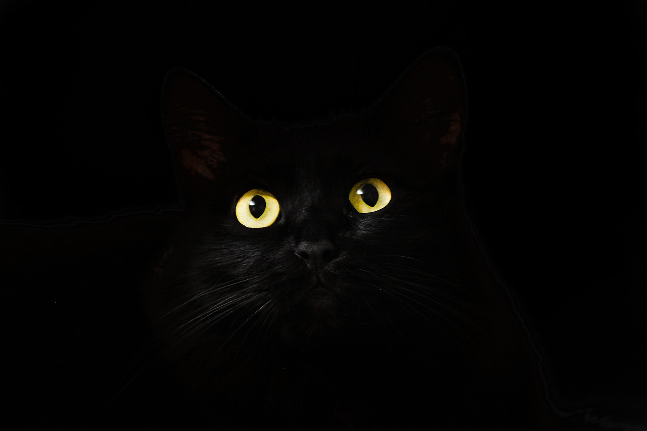 cats-eyes-2944820_1920.jpg