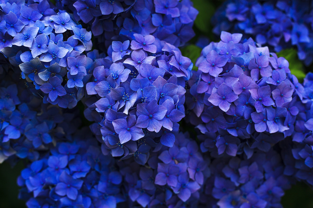 hydrangeas-1851481_1920.jpg