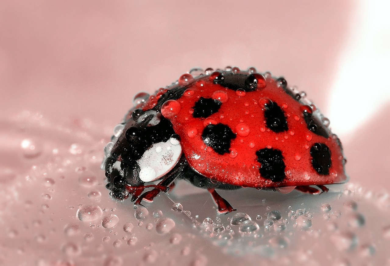 ladybug-1036453_1280.jpg
