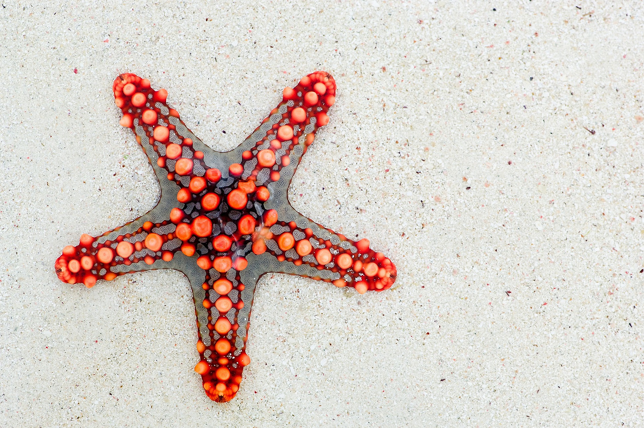 starfish-74535_1920.jpg