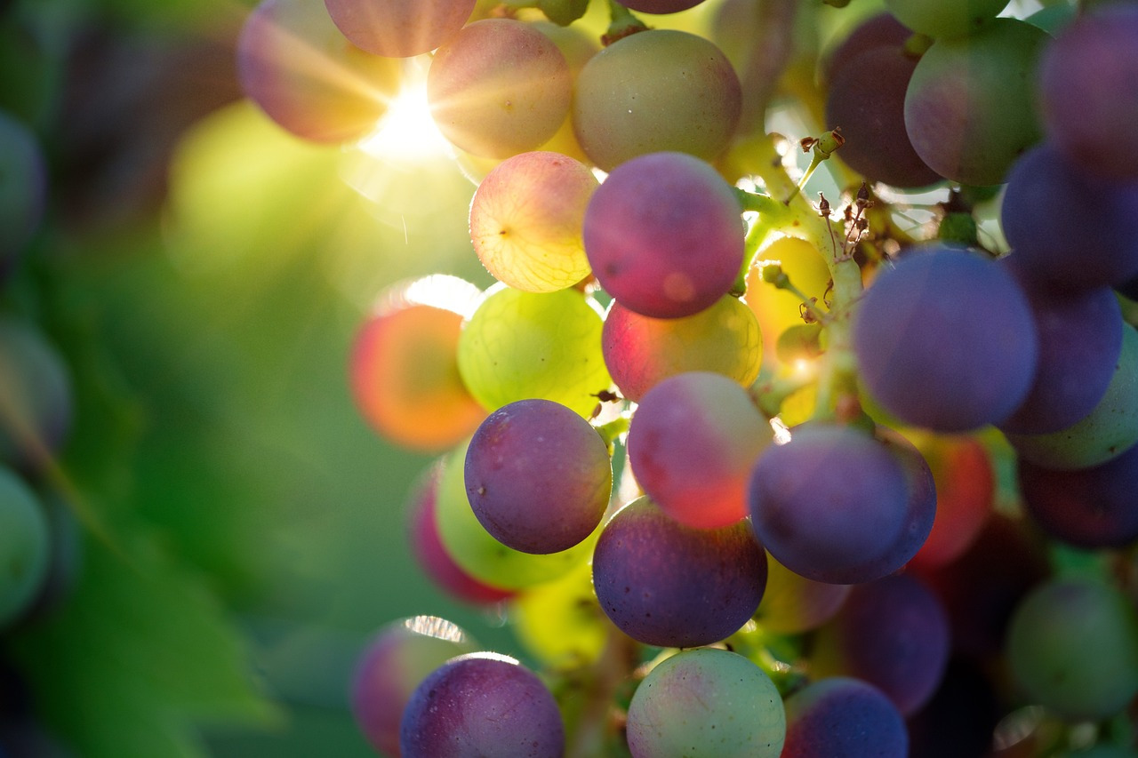 grapes-3550733_1280.jpg
