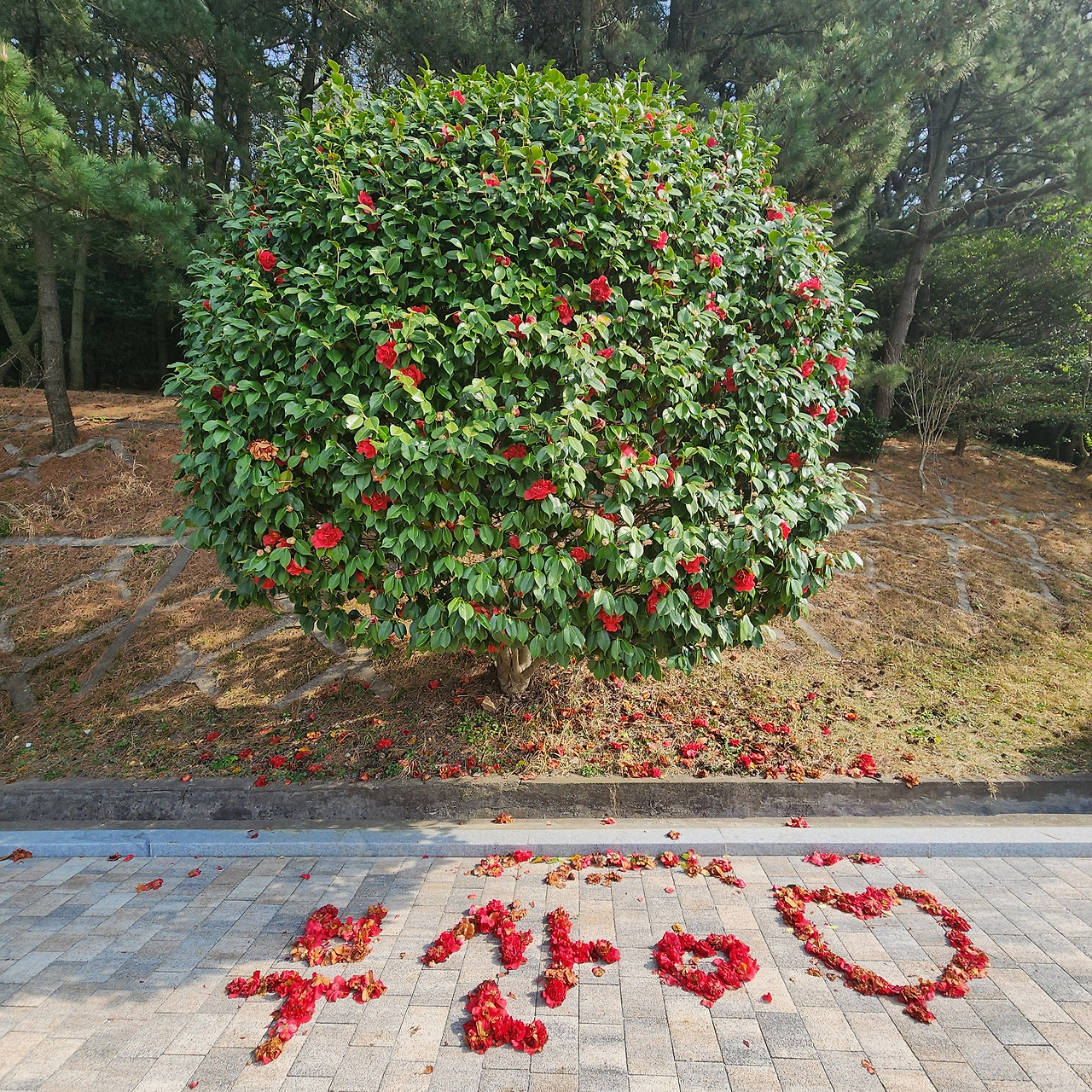 다재다능르코_르코_새싹챌린지_글쓰기챌린지 (5).jpg